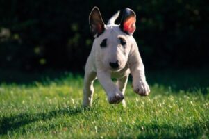 bull-terrier-4932826_1280